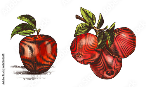 Apple set with fruits and branches. Hand drawn tree branch with apples and leaves. Engraving style. Color vector illustration.