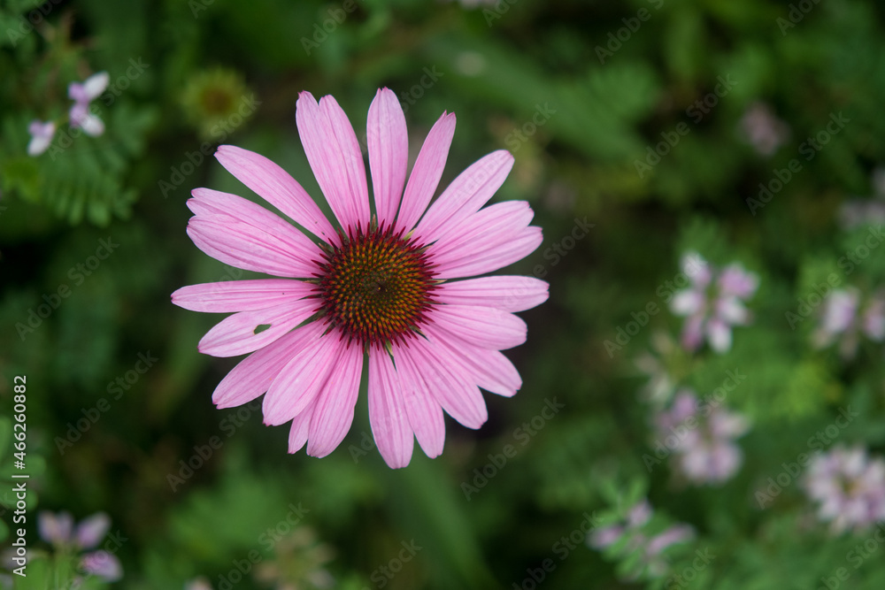 pink coneflower in the garden pink coneflower in the garden