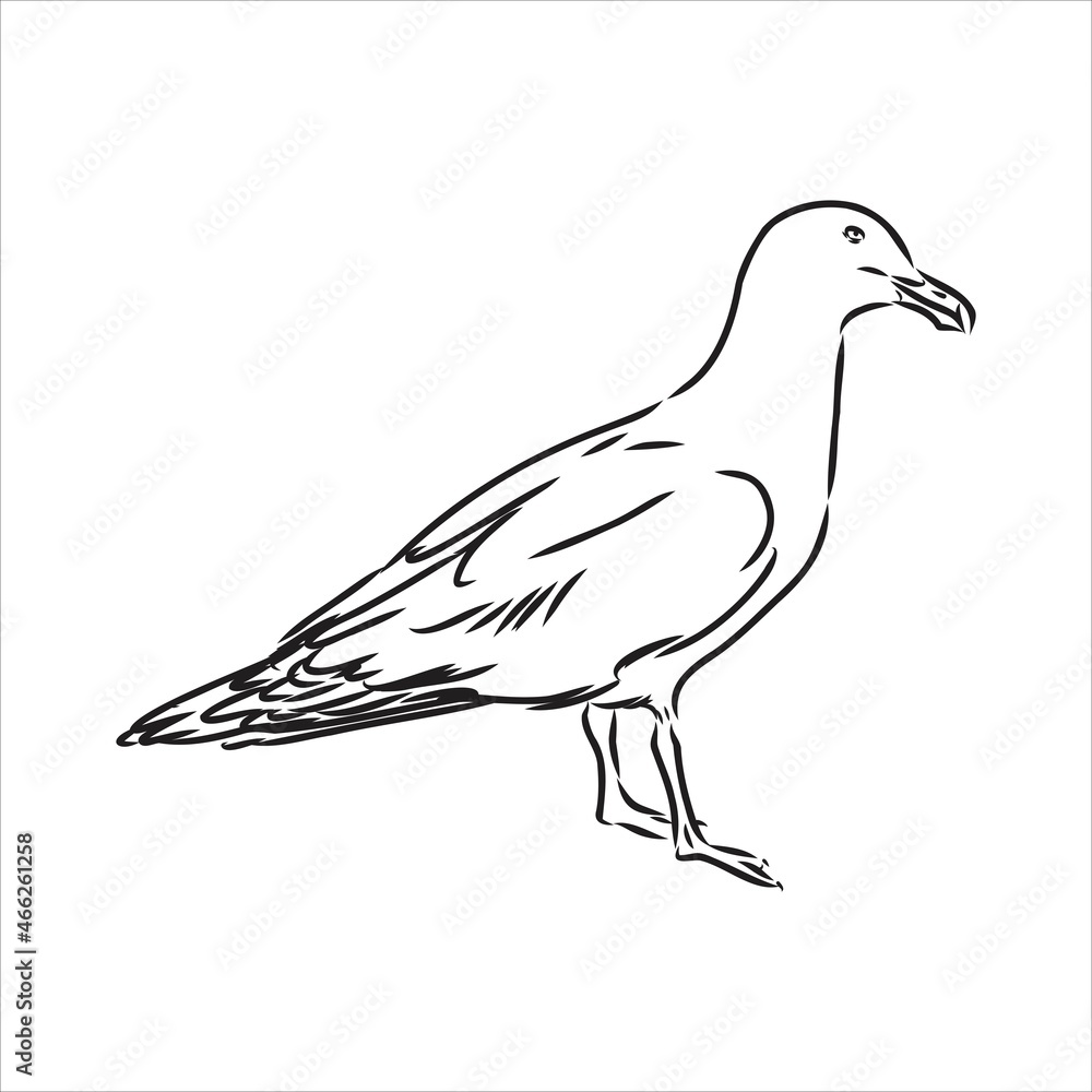 Seagull Albatross bird in flight with open wings sketch vector graphics black and white drawing Seagull Albatross bird in flight with open wings sketch vector graphics black and white drawing