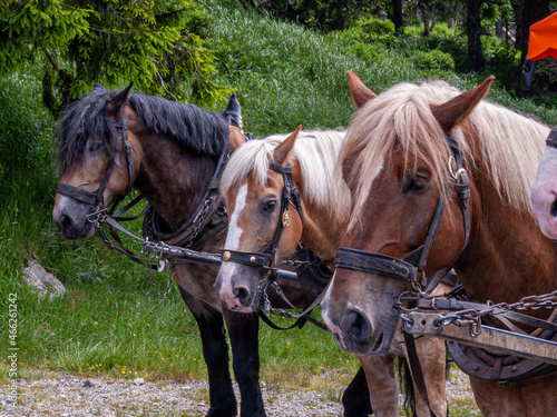 2er Pferdegespann vor einer Kutsche © Heiko Koehrer-Wagner