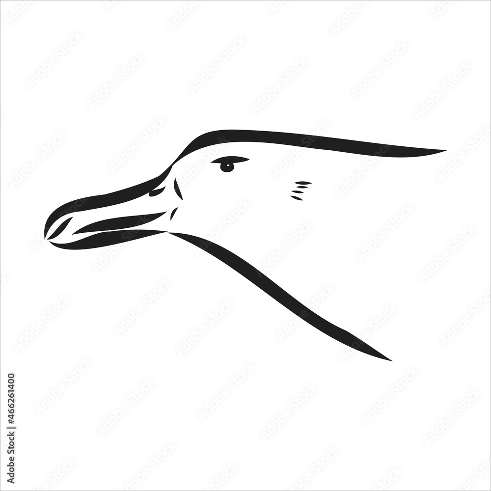 Seagull Albatross bird in flight with open wings sketch vector graphics black and white drawing Seagull Albatross bird in flight with open wings sketch vector graphics black and white drawing