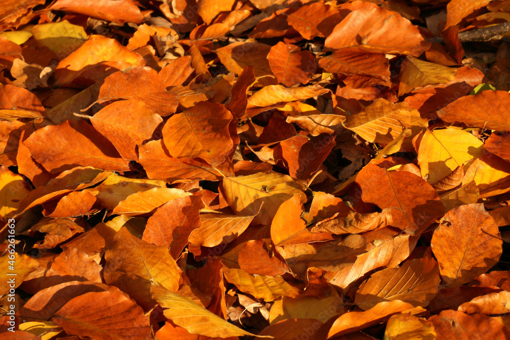 Close-up of a carpet of red autumn leaves. Close-up of a carpet of red autumn leaves.