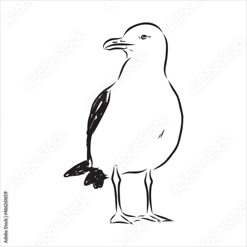 Seagull Albatross bird in flight with open wings sketch vector graphics black and white drawing
