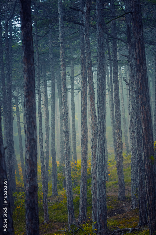 misty autumn forest in the morning misty autumn forest in the morning