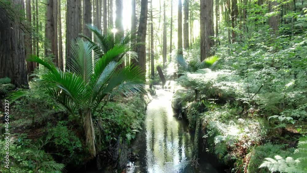 Aerial: Calm tranquil Redwood Forest and stream with light rays. Coromandel, New Zealand Aerial: Calm tranquil Redwood Forest and stream with light rays. Coromandel, New Zealand
