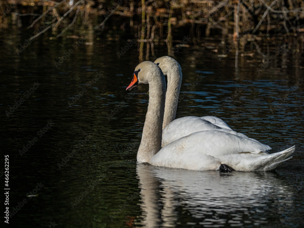 Fototapeta premium Schwan