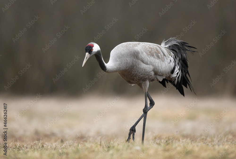 Fototapeta premium Common crane bird ( Grus grus )