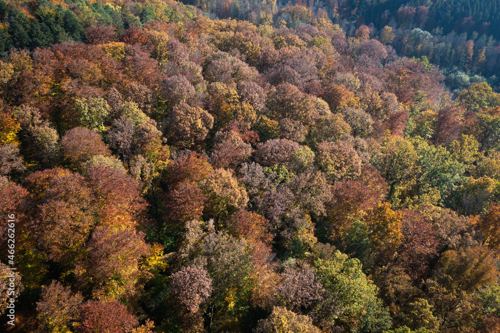 aerial of colorful foliage in autumn aerial of colorful foliage in autumn