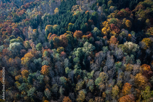 colorful forest in autumn from above