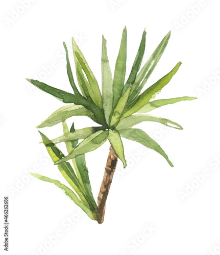Fototapeta Naklejka Na Ścianę i Meble -  Watercolor hand drawn yucca palm with leaves botanical illustration isolated on white background