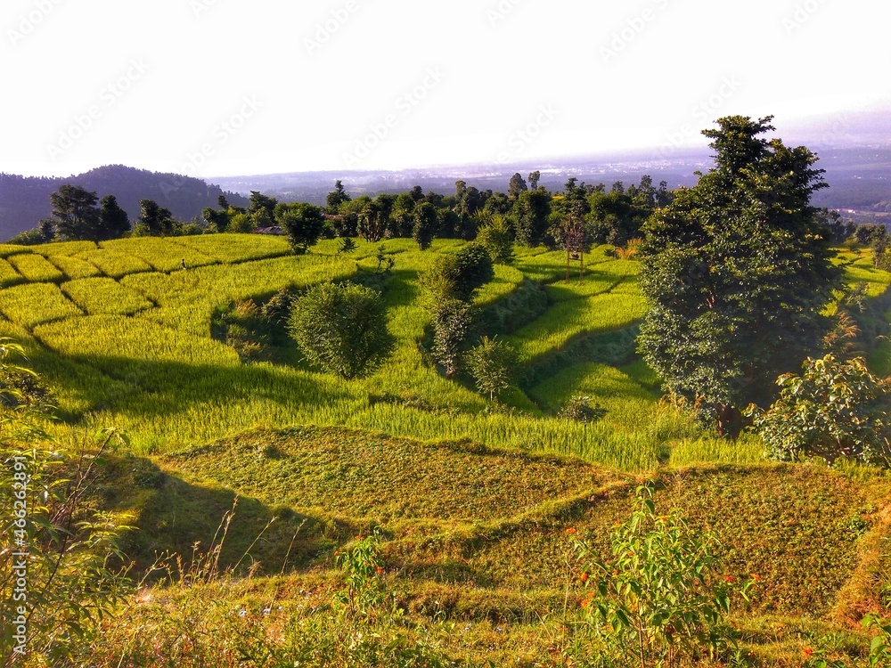 Obraz premium nature