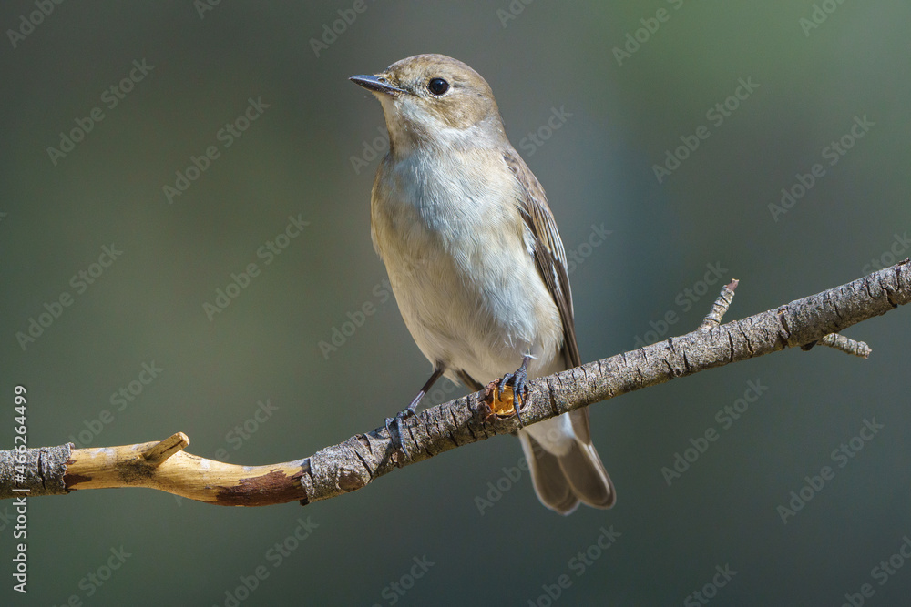 Obraz premium Pied flycatcher (Ficedula hypoleuca) perching on a branch with out of focus background.