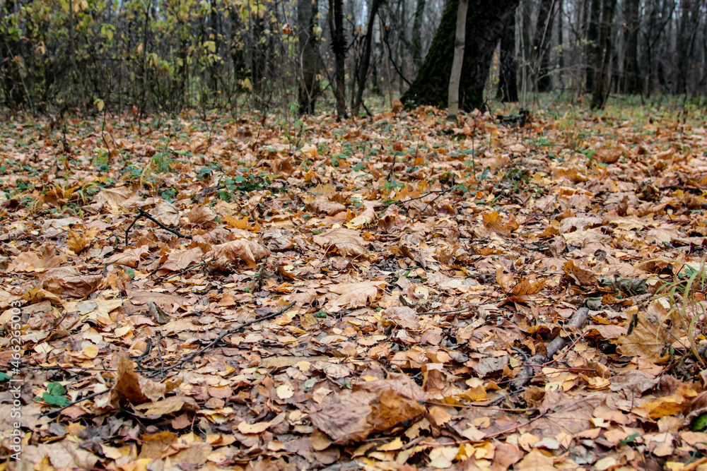 autumn leaves on the ground autumn leaves on the ground