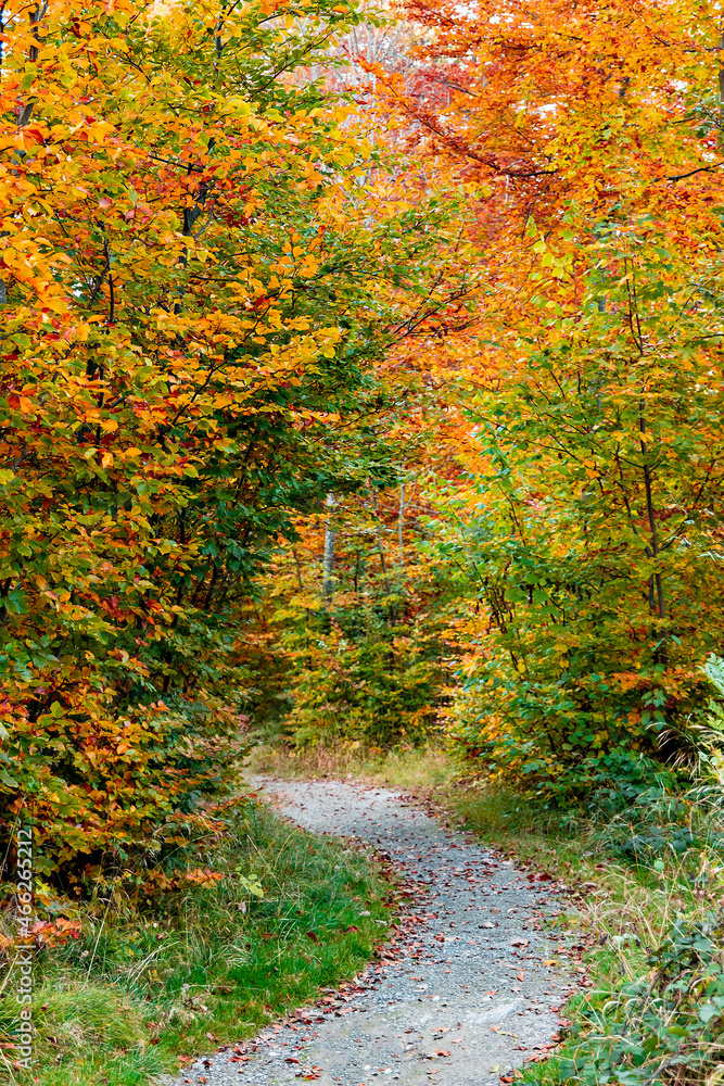 Colorful autumn trees in Lausanne Sauvabelin, Switzerland Colorful autumn trees in Lausanne Sauvabelin, Switzerland