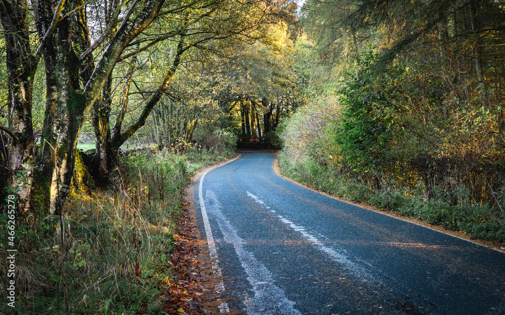 Fototapeta premium Country Lane during Autumn