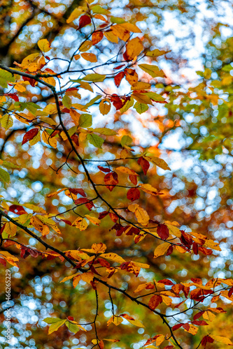 Colorful autumn trees in Lausanne Sauvabelin, Switzerland © Renato