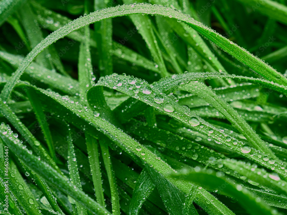 Grass with morning dew Grass with morning dew