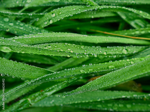 Grass with morning dew