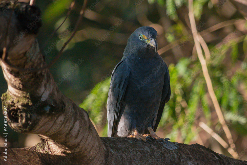 Fototapeta premium Hook-billed Kite (Chondrohierax uncinatus), dark morph 