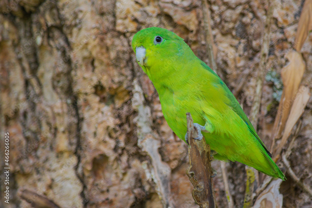 Blue-winged Parrotlet (Forpus xanthopterygius) portrait