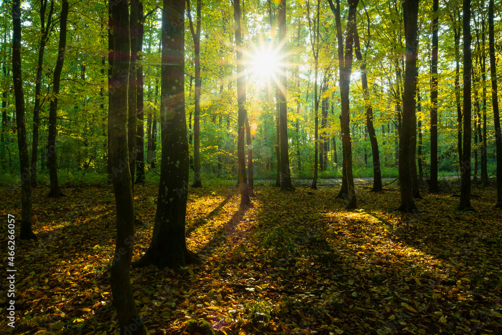 Fototapeta premium Glare of the sun in the autumn forest