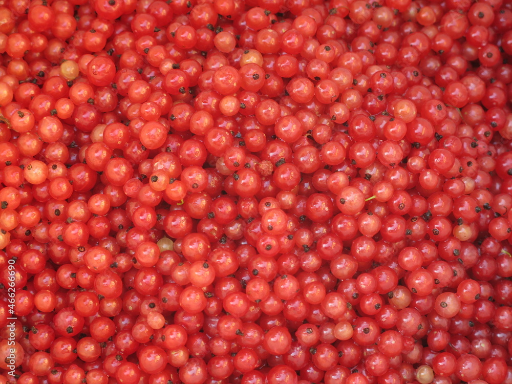 red currant berries in a bucket bright background red currant berries in a bucket bright background