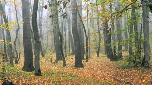 Rain in the morning autumn forest