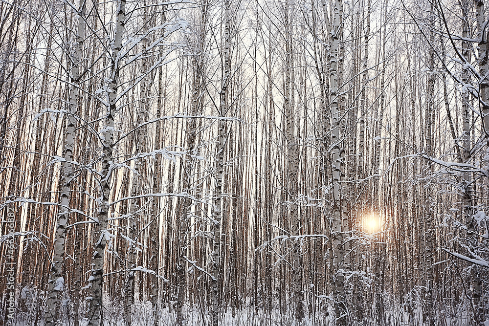 winter forest landscape covered with snow, december christmas nature white background winter forest landscape covered with snow, december christmas nature white background