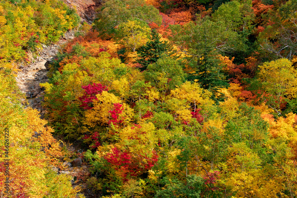 北海道秋の風景　十勝岳連峰の紅葉
