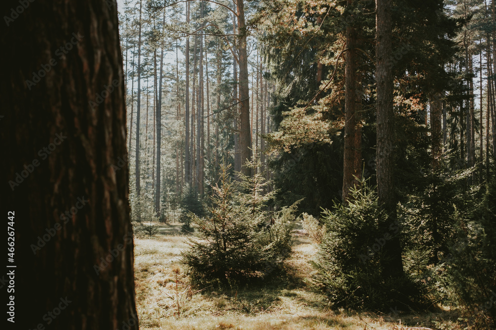 Fototapeta premium path in the forest