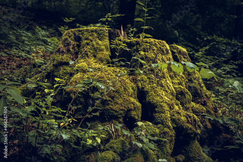 tree stump with moss in the forest