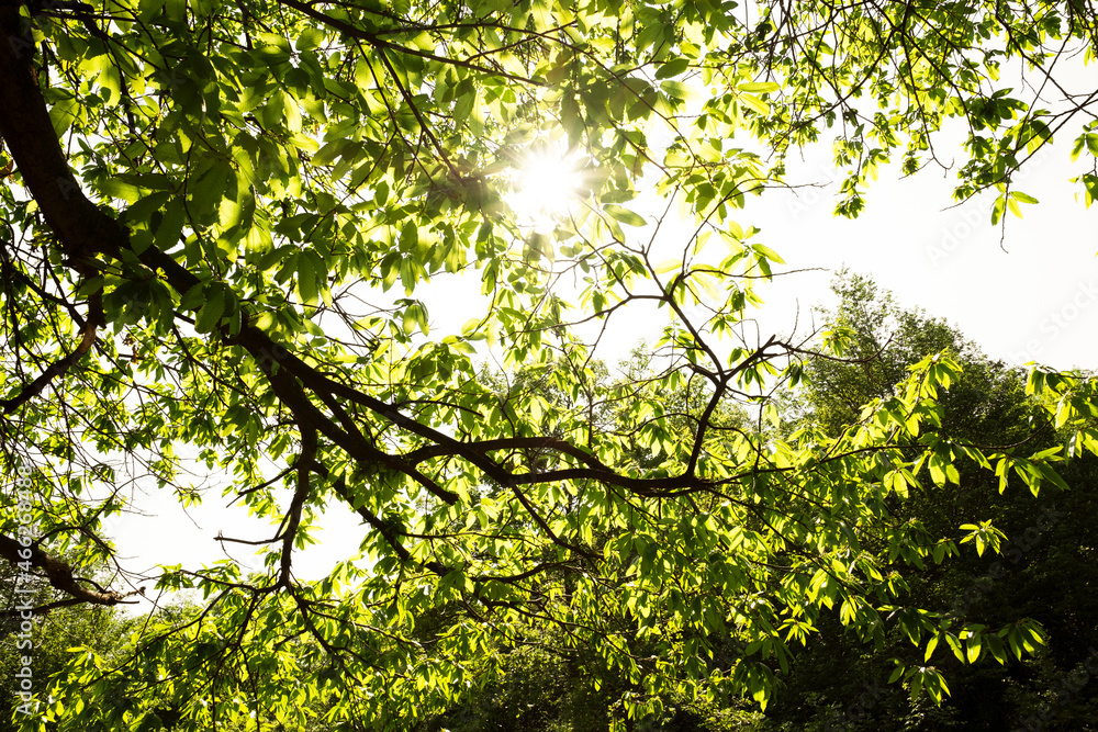 Fototapeta premium Leaves crossed by sunlight, Euganean Hills Regional Park, Veneto, Italy