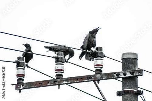 birds ravens on electric pole black and white
