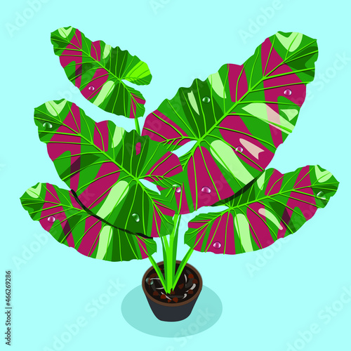 Alocasia macrorrhizos, Alocasia serendipity 
variegated Illustration vector spotted leaves in a pot
 with shadows on a brown background.
For illustration, menu, 
food, dessert, card, poster, public re