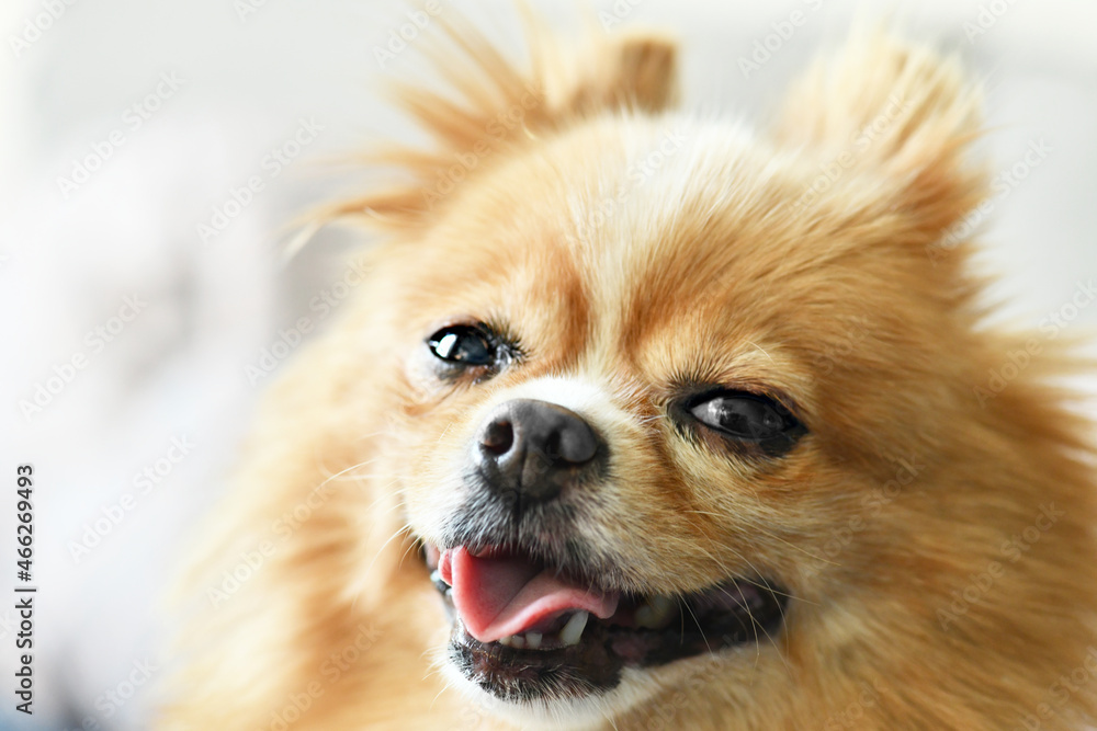 Pomeranian dog pet animal cute pretty small breed dog brown puppy Pomeranian dog pet animal cute pretty small breed dog brown puppy