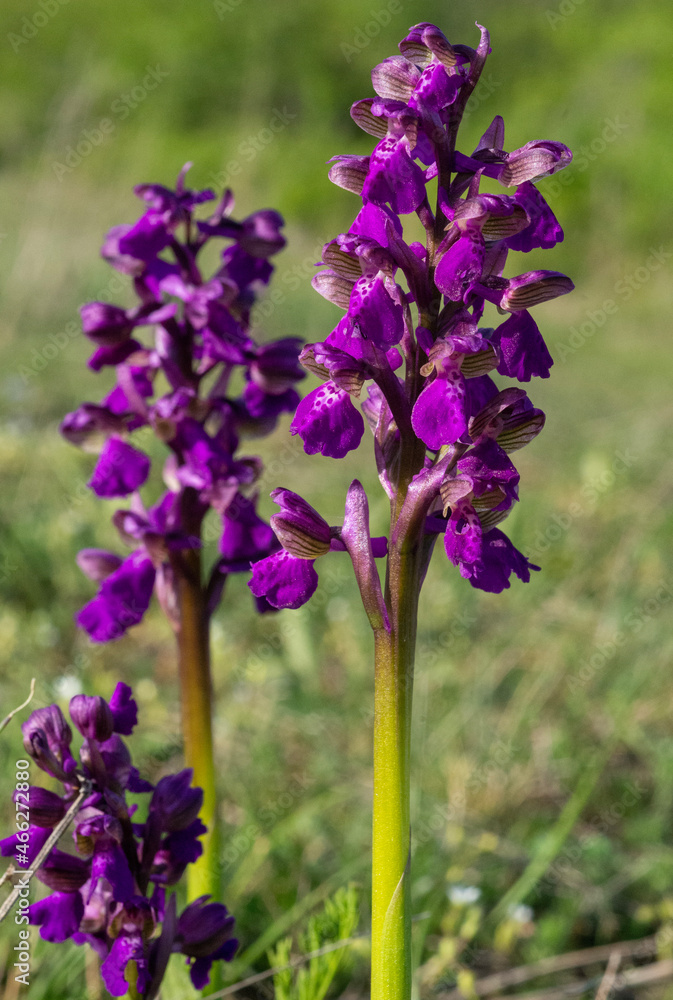 Obraz premium flowers
