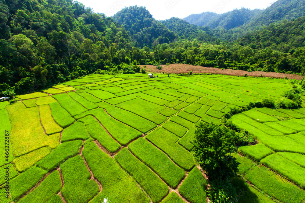 Aerial view of green rice seedlings in paddy fields in a valley.