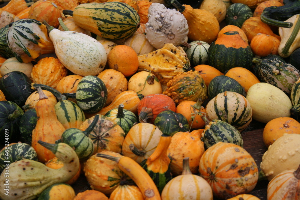 pumpkins on the dutch market