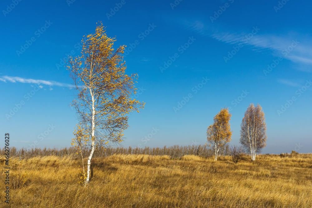 Three birch trees in an empty field, rural autumn landscape Three birch trees in an empty field, rural autumn landscape