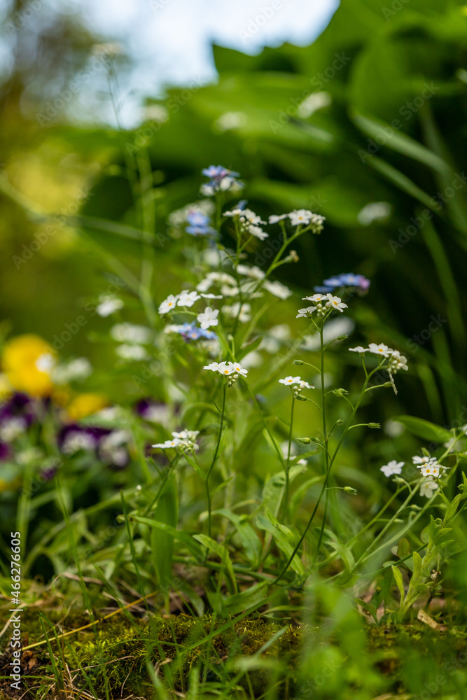 Vertical photo of white forget-me-nots flower. Creamy myosotis (myositis alpestris) are blooming in green blurry background. White woodland scorpion grass flower blooming in Summer. Vertical photo of white forget-me-nots flower. Creamy myosotis (myositis alpestris) are blooming in green blurry background. White woodland scorpion grass flower blooming in Summer.
