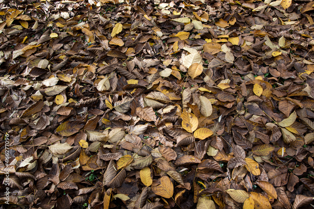 feuilles mortes automne