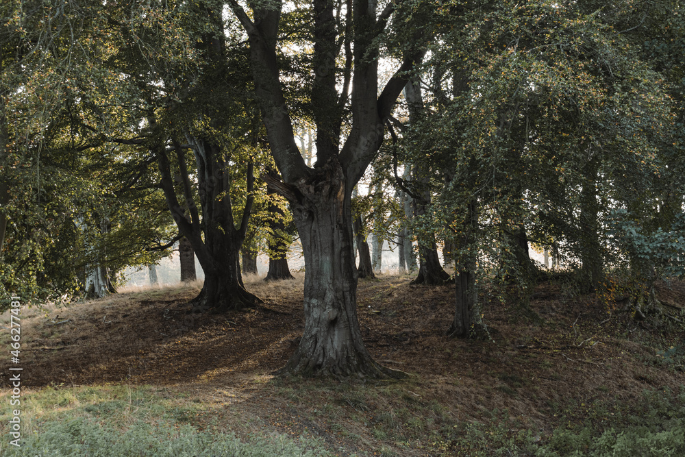 Fototapeta premium Eerie misty forest in Autumn