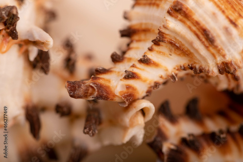 Seashell surface texture, background image, close-up, selective focus.