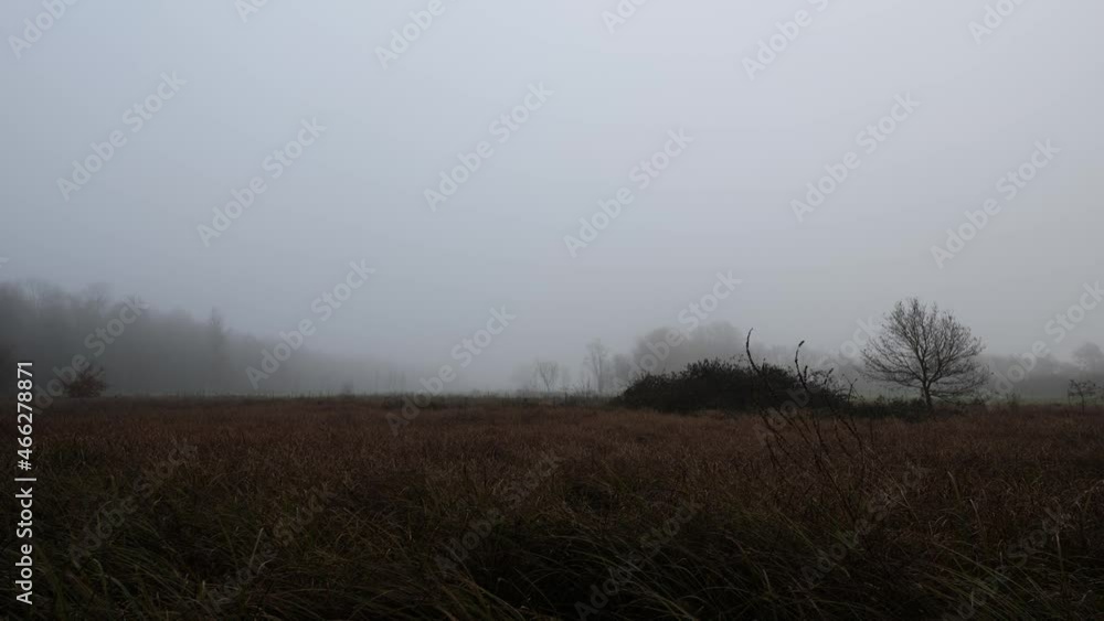 heavy fog slow pan up near forest