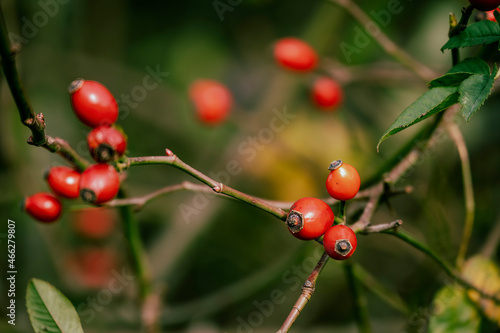 Autumn impressions with rose hips on a bush in the sunlight.