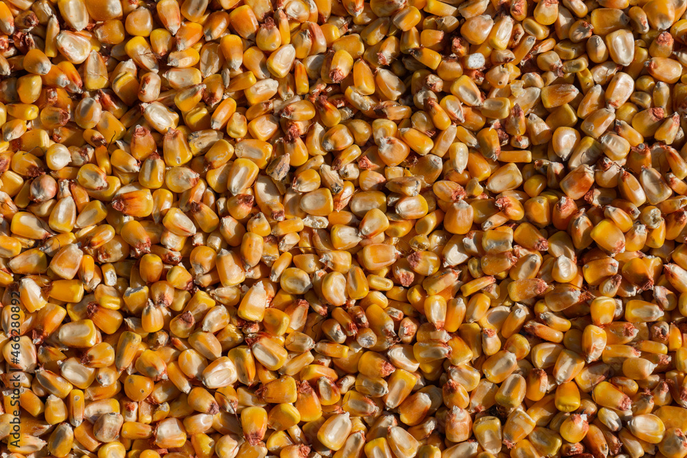 Raw and ripe corn kernels close up and texture. Raw and ripe corn kernels close up and texture.