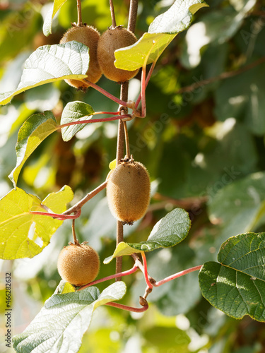 Actinidia deliciosa - Wall covered with alternate and oval dark-green leaves on background with hanging fruits of kiwi shrub photo