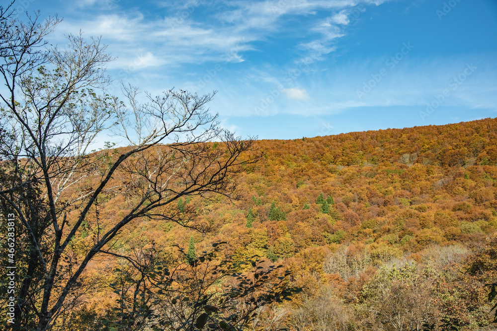 兵庫県・新温泉町の上山高原から鳥取県境の紅葉する林道をハイキング、ドライブ、ツーリング
兵庫県・新温泉町の上山高原から鳥取県境の紅葉する林道をハイキング、ドライブ、ツーリング