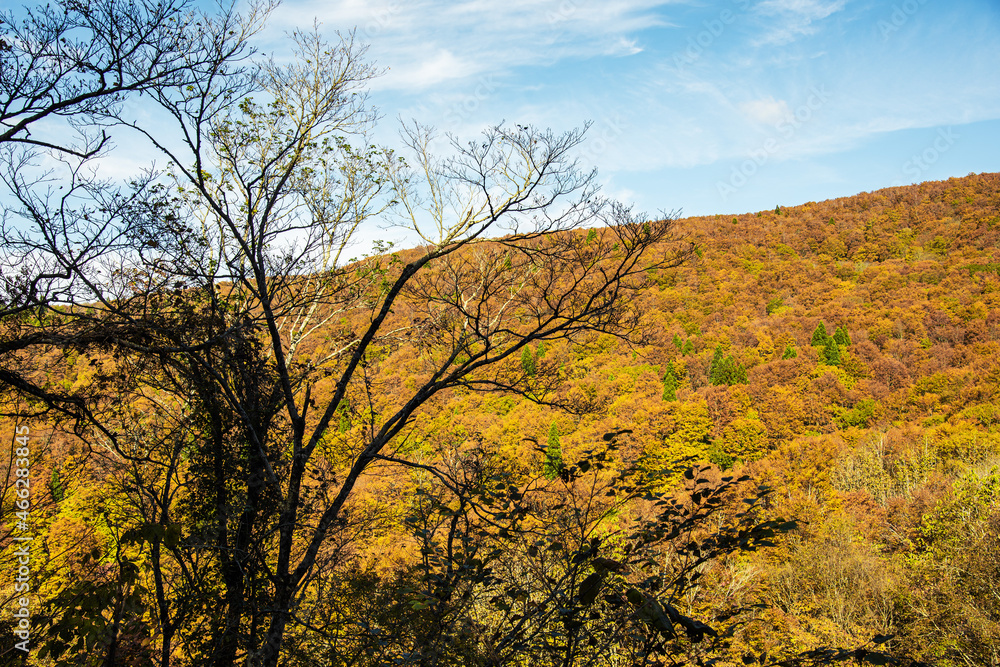 兵庫県・新温泉町の上山高原から鳥取県境の紅葉する林道をハイキング、ドライブ、ツーリング
兵庫県・新温泉町の上山高原から鳥取県境の紅葉する林道をハイキング、ドライブ、ツーリング