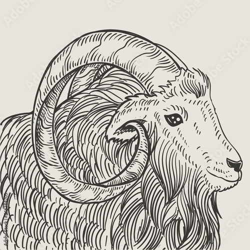 illustration vintage goat engraving style